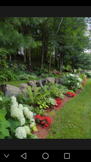 Garden bed with stone wall, white hydrangeas, ferns and red annuals